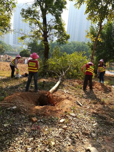 深圳市中景园园林绿化工程有限公司