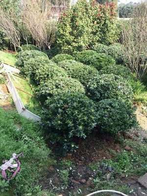贵州苗木种植中心-海商网,花草树木产品库