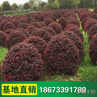 【柏诚红花继木球基地批发造型红花继木小苗球类园林工程绿化】 - 产品库 - 浏阳市柏诚苗木种植专业合作社