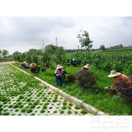 【肇庆园林绿化工程】- 