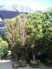 有苗圃 绿植租摆 盆栽景观 园林养护 园林绿化