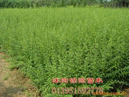 沭阳县锦源园林绿化苗木场公司网站