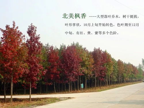 2019年度江苏省 十大优秀园林绿化工程公司 苗圃 评选获奖名单公布