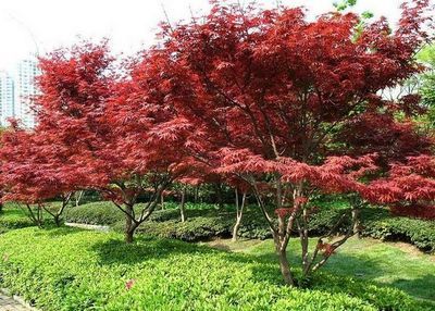 找上海园林绿化工程-上海苗木-苗木批发价格-苗木基地的上海红枫销售-上海苗木批发商价格、图片、详情,上一比多_一比多产品库