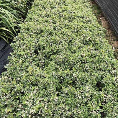 绿化雪花木小苗价格 花叶黑面神容器苗 园林观叶植物