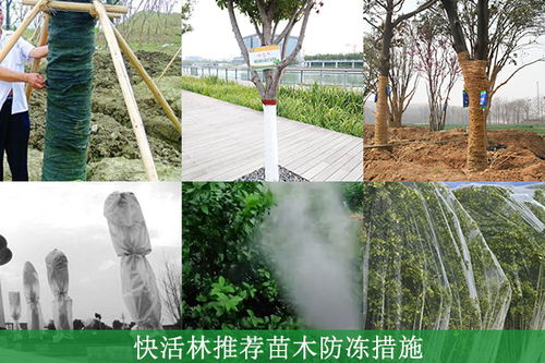 春季防冻不可松,快活林植物防冻剂提高抗冻能力防治倒春寒