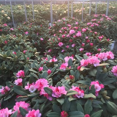 江苏宿迁苗木种植基地