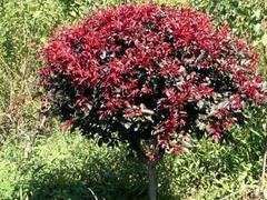 优质紫叶李首推四川万鼎园林--成都高杆桂花-四川万鼎园林绿化工程提供优质紫叶李首推四川万鼎园林--成都高杆桂花的相关介绍、产品、服务、图片、价格四川成都小叶桢楠、金丝楠木、小叶桢楠、银杏、黄葛树、丛生香樟、