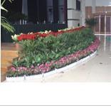 找成都林邦园林绿化工程的成都植物出租【成都花卉出租】成都室内植物租赁|成都会议植物租价格、图片、详情,上一比多_一比多产品库