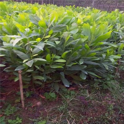 大叶相思杯苗 贵州马占相思树苗 大小规格齐全 欢迎询价