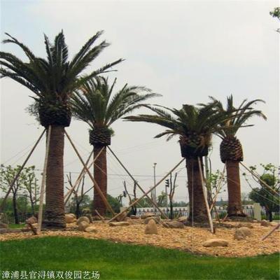 加拿利海枣批发 云南加拿利海枣移植苗 绿化用树海枣树