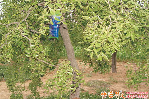 果树营养液用什么 果树营养液施重了怎么办