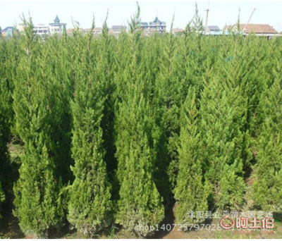 【供应园林绿化工程苗木龙柏条、龙柏树、龙柏球、欢迎咨询!】沭阳县立平苗木园艺场 - 产品库