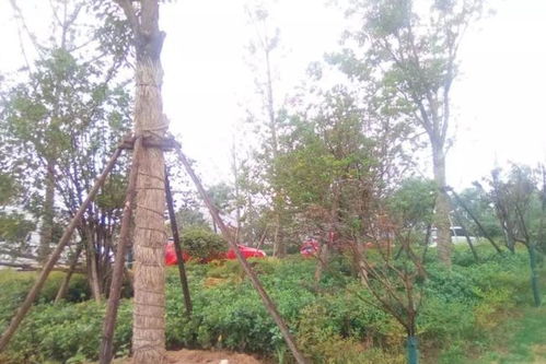 树木移植技术在园林绿化中的应用