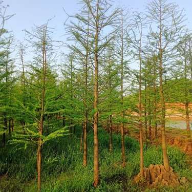 湖南景润园林绿化工程
