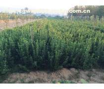 【基地直销批发龟甲冬青球园林绿化工程价格低廉量大从优】沭阳和泰花木园艺场 - 产品库