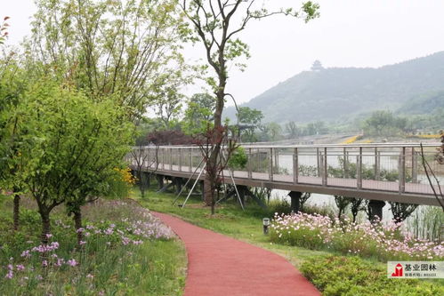 2019年苏州市园林绿化优秀工程丨青山湖景观绿及科技城慢步道改造工程