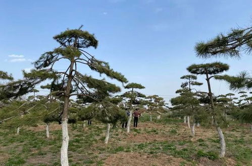 临夏市 立足城市生态建设,打造精品园林绿化