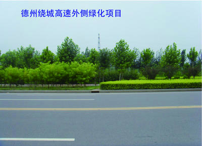 德州孚之茵园林工程--绿化工程 诚信经营,良心工程图片_高清图_细节图-德州孚之茵园林工程 -
