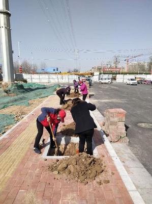 市政园林民生工程全面开工建设