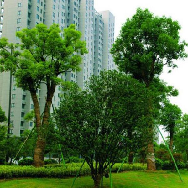 园林绿化工程承接、园林绿化价格,东平兴亚农场,欢迎来电咨询图片_高清图_细节图-东平县兴亚家庭农场